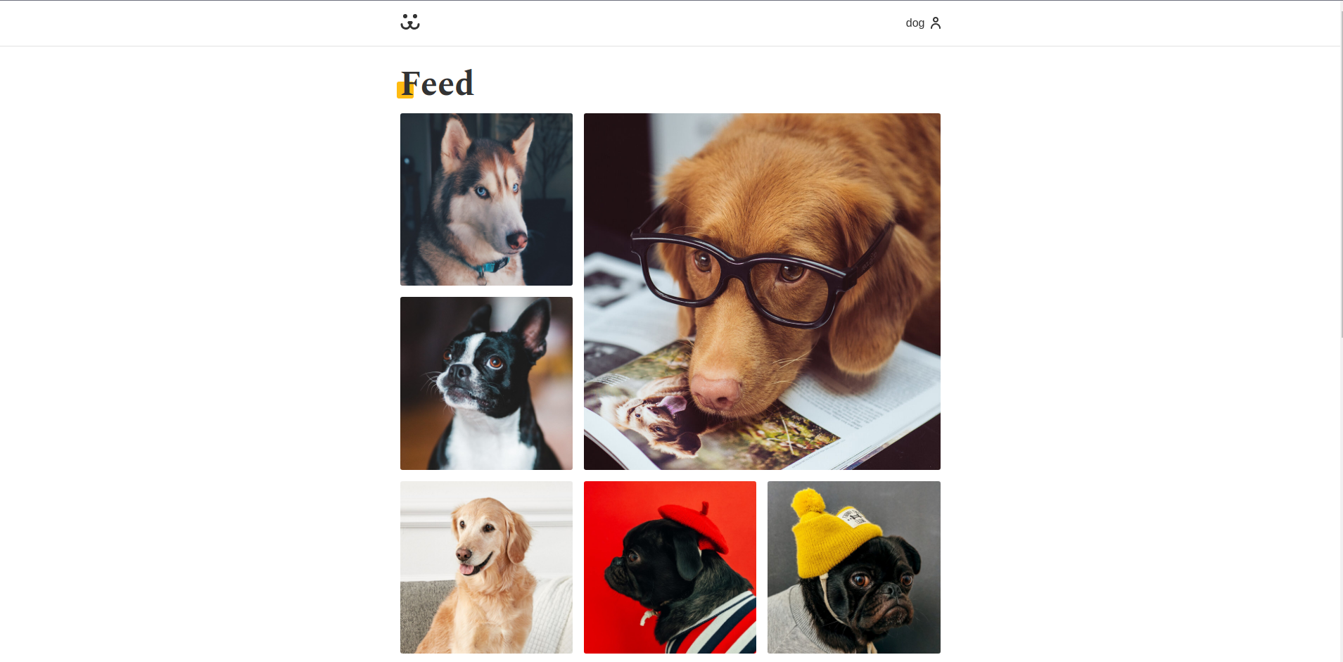 Dogs - Social media for dogs